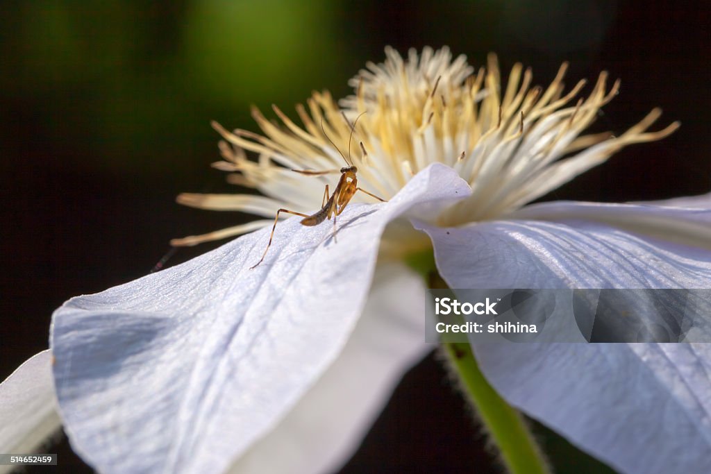 Small mantis on the white clematis flower Botany Stock Photo