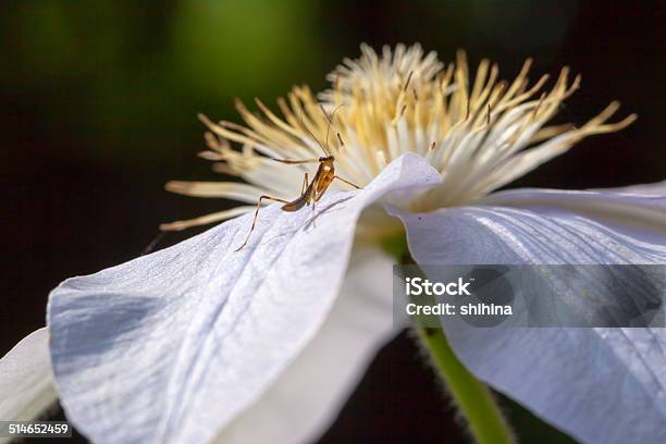 Small Mantis On The White Clematis Flower Stock Photo - Download Image Now - Botany, Clematis, Close-up