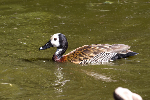 White-faced Whistling-Duck or White-faced Tree-Duck who floats on the lake