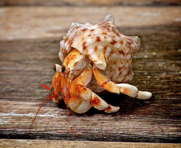 bernard-l'hermite - hermit crab pets animal leg shell photos et images de collection