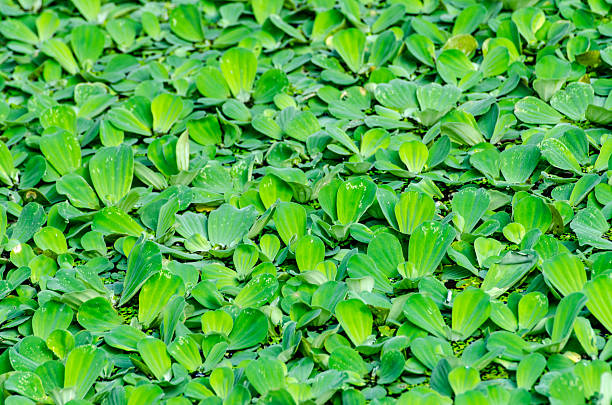 istock fresh and green leaves on background 514652855