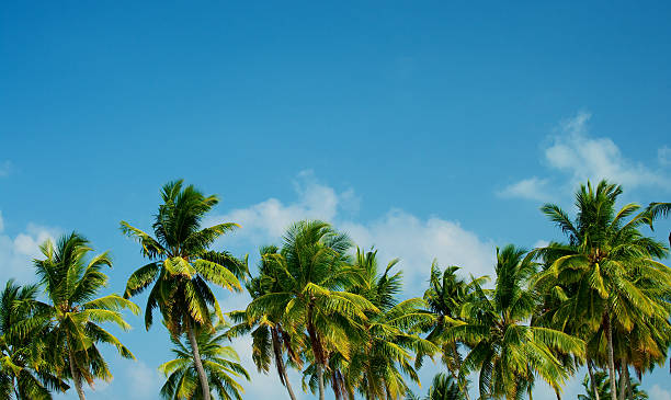 Palm Trees stock photo