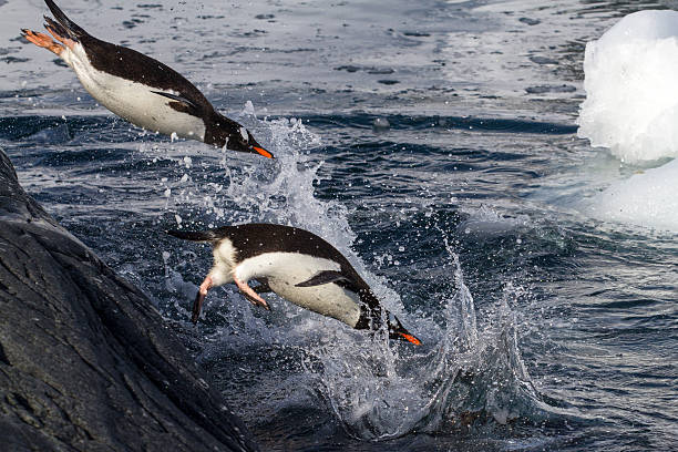 istock Gentoo penguins jumping into the water from the rock 514653065