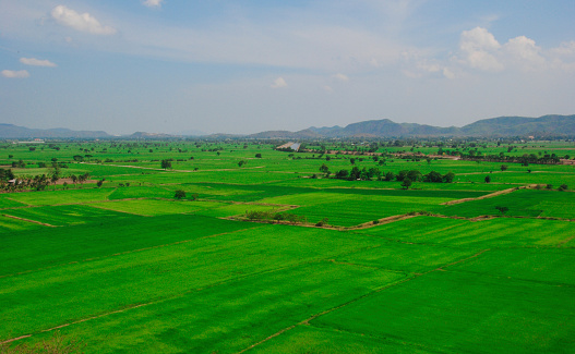 The main agriculture in Thailand.