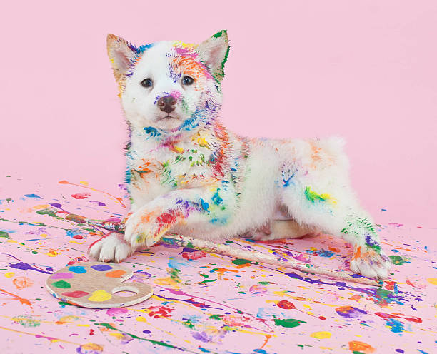 Painted Pooch Cute Shiba Inu puppy that looks like she had lots of fun in art class, making a mess with paint. art class photos stock pictures, royalty-free photos & images