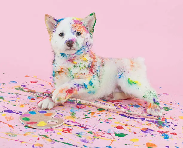 Cute Shiba Inu puppy that looks like she had lots of fun in art class, making a mess with paint.