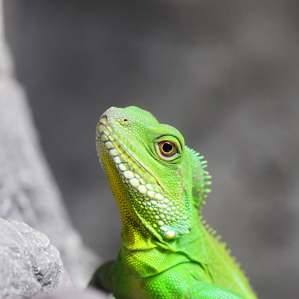 istock Closeup Green Water Dragon or Thai Water Dragon 514654637
