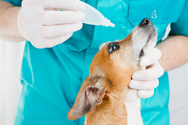 istock Vet medical examination 514654787