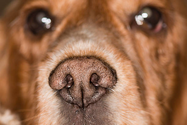 istock dog nose macro close up detail 514654927