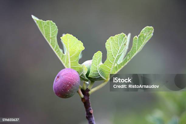 Fig Fruits And Leaf Stock Photo - Download Image Now - Agriculture, Branch - Plant Part, Fig