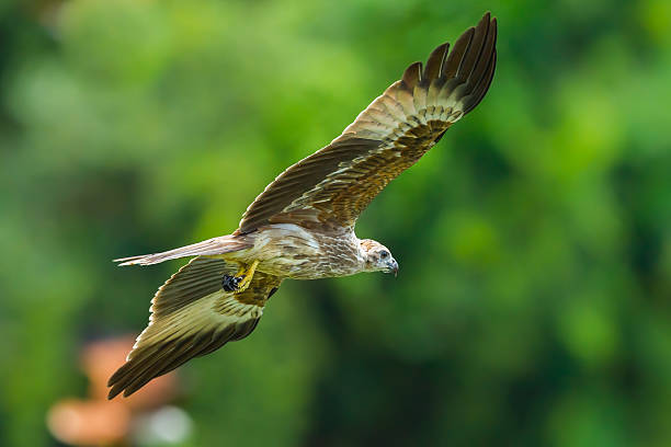 istock Young Close up of Brahminy kite 514655733
