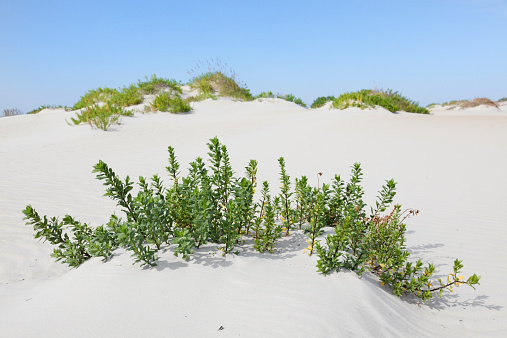 Pea Island dunes and shrubs. Pea Island, North Carolina. Outer Banks. Horizontal.