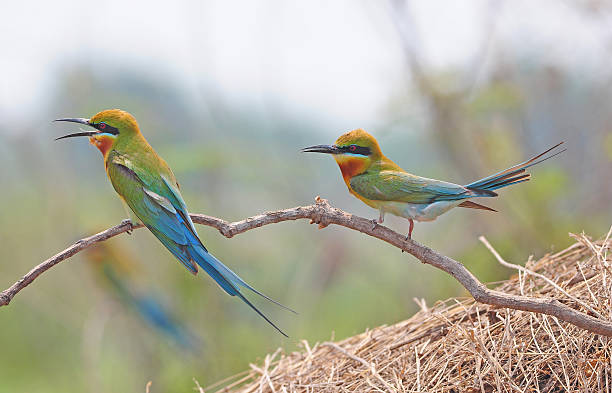 istock Couple Green bird (Blue tailed Bee eater) nature in Thailand 514656329