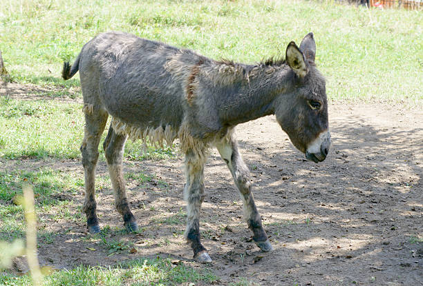 istock little donkey in a meadow 514656977