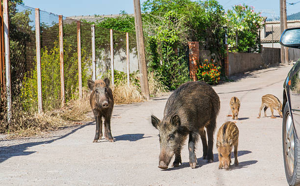 strolling Two female boar, accompanied by their offspring, lounging move down a street in a residential area, in the vicinity of Sant Andreu de la Barca, in Catalonia. tarde stock pictures, royalty-free photos & images