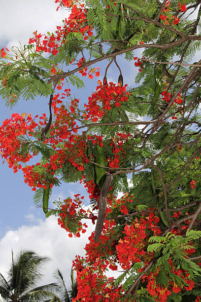 Redflameflower Tree Flame Tree In Flower And With Seed Pods Stock Photos, Pictures ...