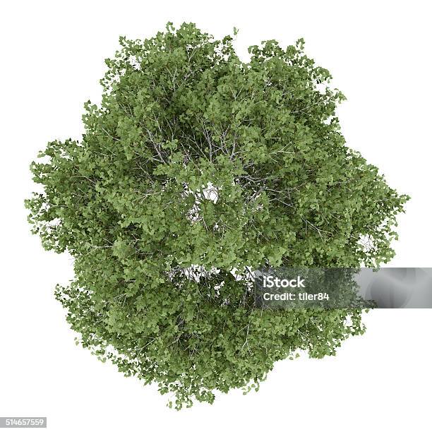 Top View Of Silver Birch Tree Isolated On White Background Stock Photo - Download Image Now