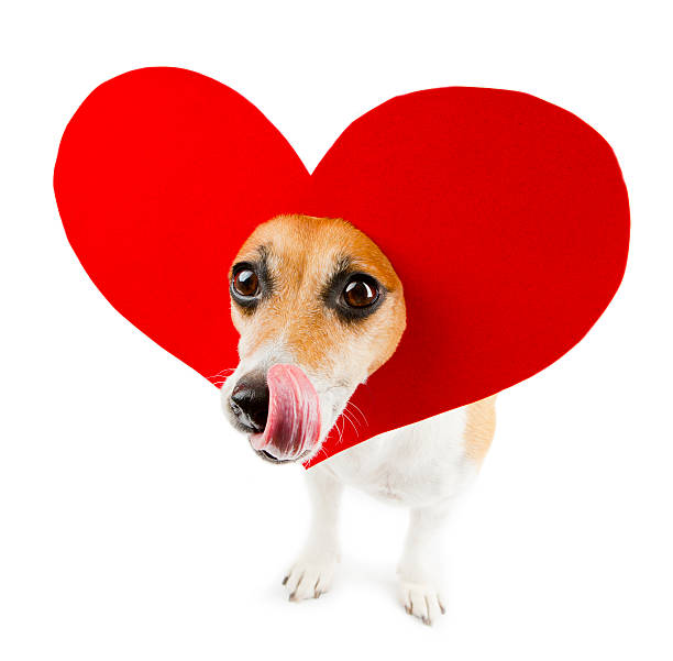 istock Romance funny Dog lover 514657693