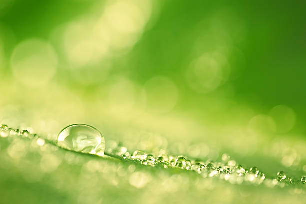 istock Green leaf with drops of water 514657833
