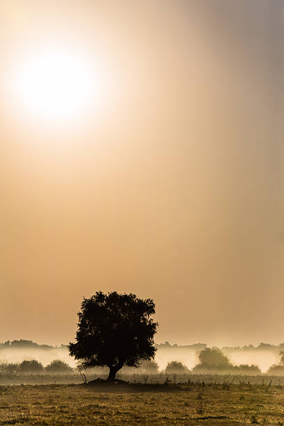 istock stunning foggy landscape 514658651
