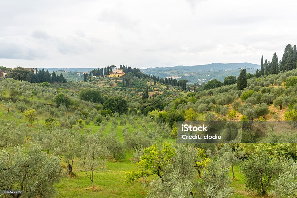 Chianti, Tuscany Landscape in Chianti (Florence, Tuscany, Italy) with vineyards and olive trees at summer Agriculture Stock Photo