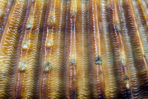 Texture - Close-up shell Cardium stripe macro
