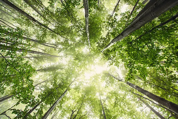 Beautiful nature at morning in the misty spring forest with sun rays