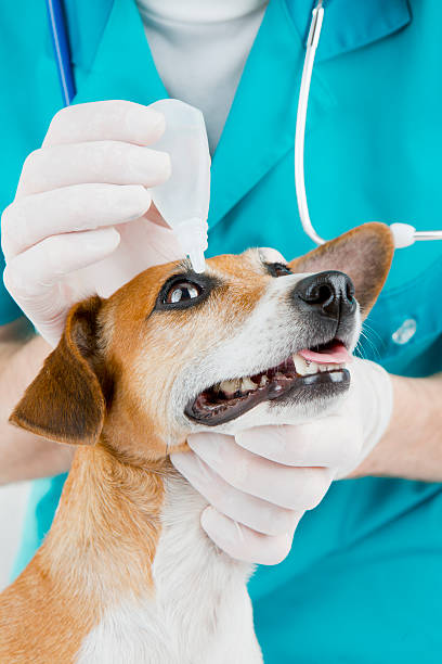 istock veterinarian and dog 514673303