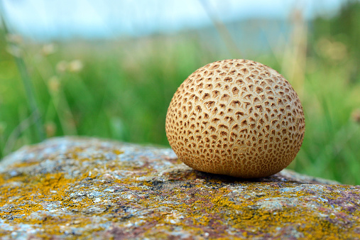 scleroderma citrinum, common earthball, mushroom on a rock