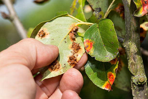 fungal attack Fungus on the pear tree leaf (Gymnosporangium sabinae)(Birnengitterrost) pear tree photos stock pictures, royalty-free photos & images