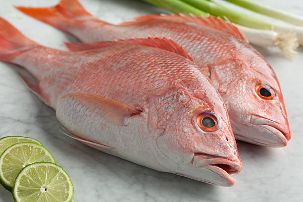 Fresh red snappers stock photo