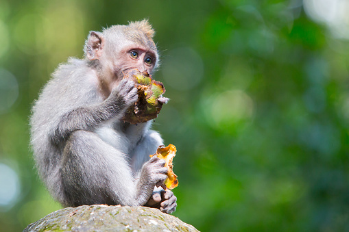 A monkey keeps an eye on its surroundings in Monkey Forest, Ubud, Bali, Indonesia.