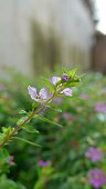 floribunda-lagerstroemia-blume.jpg?b=1&s=170x170&k=20&c=1Os6k2BO8eCgCIsw6_oZX6uUtpRjRYdRr7gOg40qBlw=