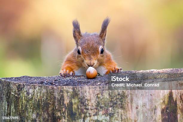 Eichhörnchen Kann Es Nicht Glauben Dass Sein Glück Stockfoto und mehr Bilder von Eichhörnchen - Gattung