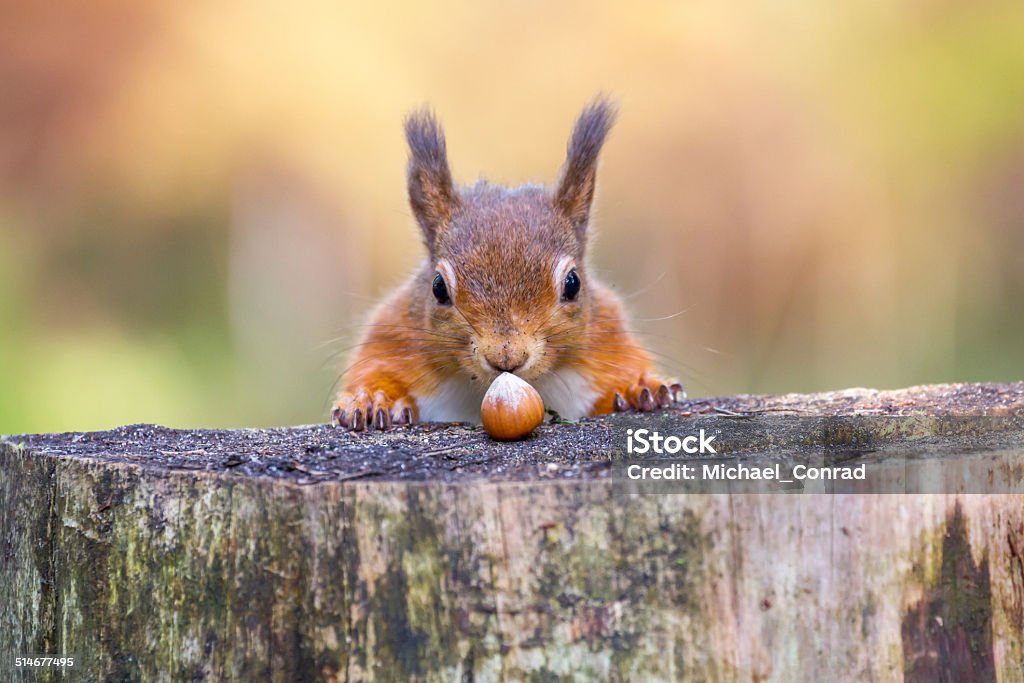 Red Squirrel can't believe his luck Rather amusing to find one of Britain's favourite mammals looking so pleased Squirrel Stock Photo