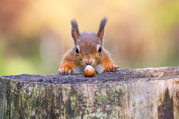 Red Squirrel can't believe his luck Rather amusing to find one of Britain's favourite mammals looking so pleased bushy stock pictures, royalty-free photos & images