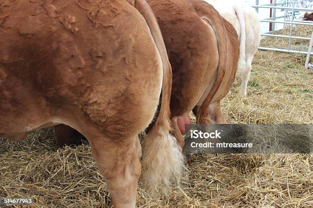 Bushy Brown Tails On Row Of Jersey Cows Dairy Cattle Stock Photo - Download Image Now