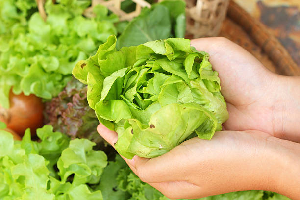 istock Fresh green vegetables salad in hand. 514678551