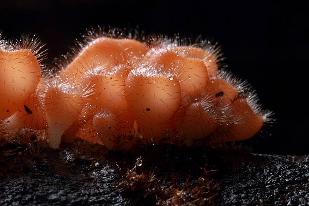 istock Mushroom Fungi in the tropical rain forest 514679077
