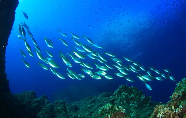 School of fish in Mediterranean Sea
