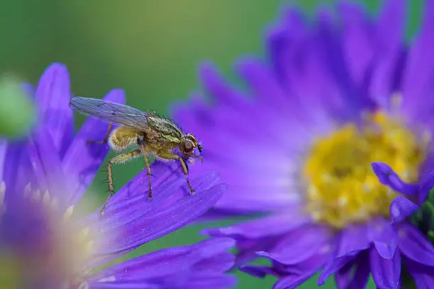 Dung fly on purple asters,Eifel,Germany.