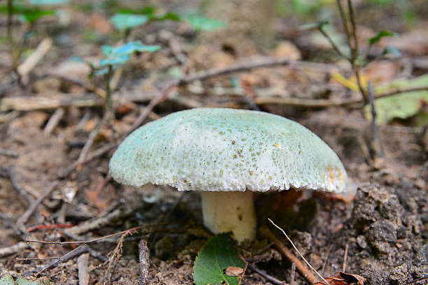 russula virescens - virescens imagens e fotografias de stock