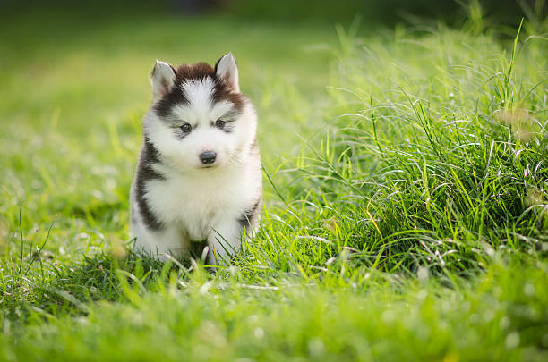 chiot husky sibérien sur de l'herbe - pets grass scenics dog photos et images de collection
