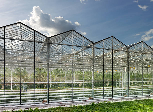 istock greenhouse vegetable production 514687509