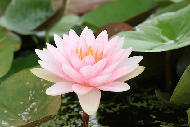 istock Macro close up petal  lotus flower. 514687895