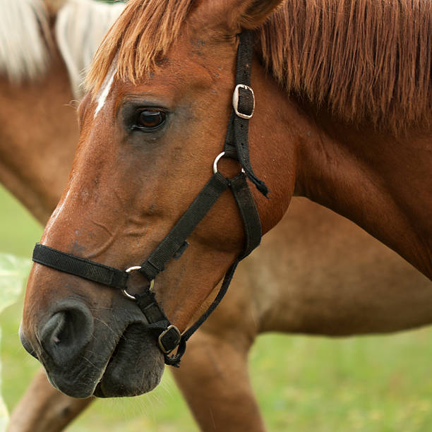 istock Chestnut horse head portrait 514688331
