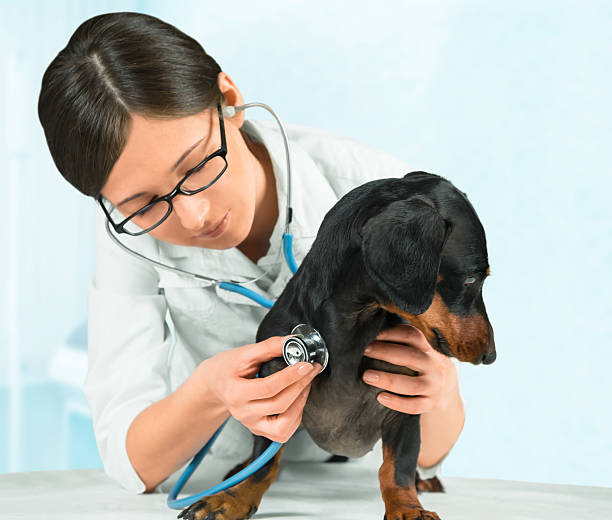 istock Veterinarian listens smooth-haired dachshund 514689627