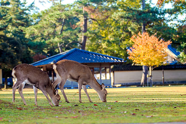 istock Visitors feed wild deer in Nara 514689719