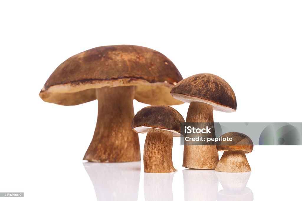 mushroooms - Lizenzfrei Boletus Sp Stock-Foto