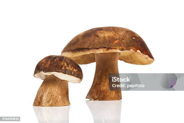 Mushroooms Stockfoto und mehr Bilder von Boletus Sp - Boletus Sp, Braun, Drei Gegenstände